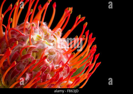 Nadelkissen Protea (Leucospermum) Blume auf einem schwarzen Hintergrund Stockfoto