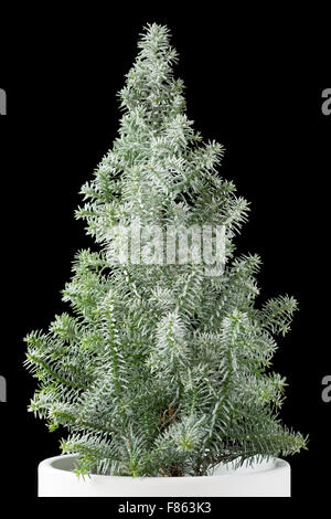 Miniatur-Weihnachtsbaum in einem weißen Topf auf schwarz Stockfoto