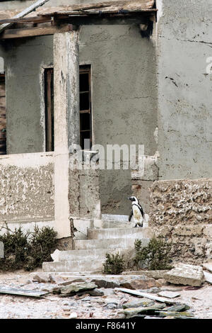 Afrikanische Pinguin (Spheniscus Demersus) auf Stufen des verlassenen Gebäude - Halifax-Insel, Lüderitz, Namibia, Afrika Stockfoto