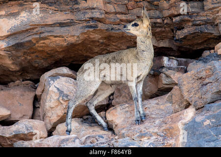 Klipspringer (Oreotragus Oreotragus) - Fish River Canyon - Karas Region, Namibia, Afrika Stockfoto