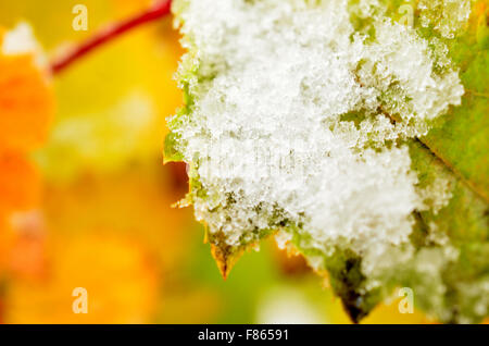Regenbogen Farbe auf Johannisbeer-Strauch mit Schnee im Spätherbst Polarkreis Stockfoto