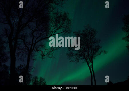 Baum-Silouette mit Aurora Borealis und Sternen bei Nacht Hintergrund Stockfoto