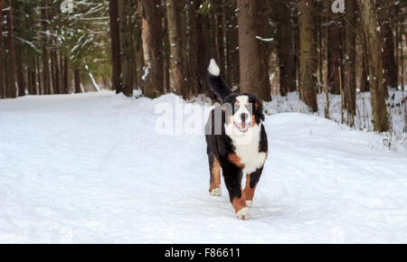 Young-Berghund Stockfoto