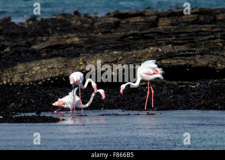 Rosaflamingo (Phoenicopterus Roseus) - Halifax-Insel, Lüderitz, Namibia Stockfoto