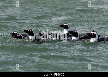 Afrikanische Pinguine (Spheniscus Demersus) - Halifax Insel, Lüderitz, Namibia, Afrika Stockfoto