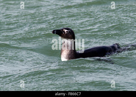 Juvenile afrikanische Pinguin (Spheniscus Demersus) - Halifax Insel, Lüderitz, Namibia, Afrika Stockfoto