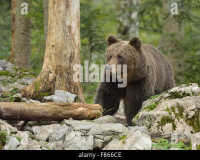 Europäischer Braunbär im slowenischen Wald Stockfoto