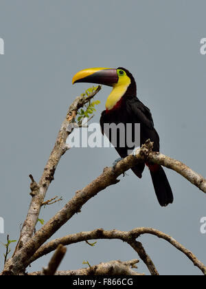 Kastanien-mandibled Toucan in Costa Rica Wald Stockfoto