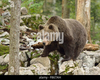 Europäischer Braunbär im slowenischen Wald Stockfoto