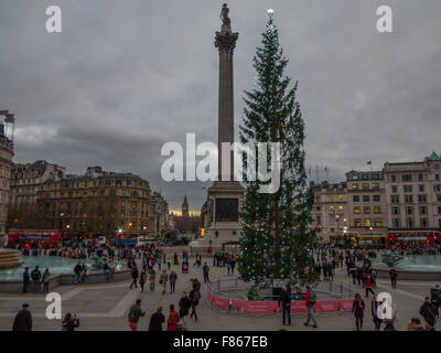 Die norwegischen Weihnachtsbaum auf dem Trafalgar Square mit der Nelson Säule im Hintergrund Stockfoto