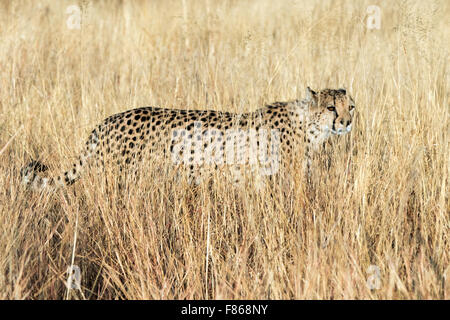 Gepard (Acinonyx Jubatus) [Gefangenen] - Africat Rehabilitation Heiligtum, Okonjima, Namibia, Afrika Stockfoto