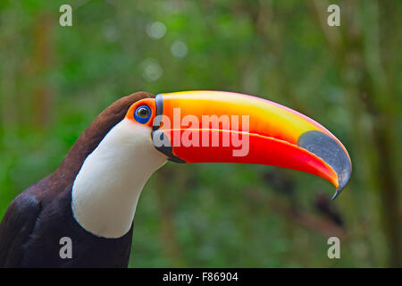 Bunte Toco Tucan in der Voliere Stockfoto