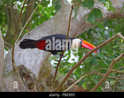 Bunte Toco Tucan in freier Wildbahn Stockfoto