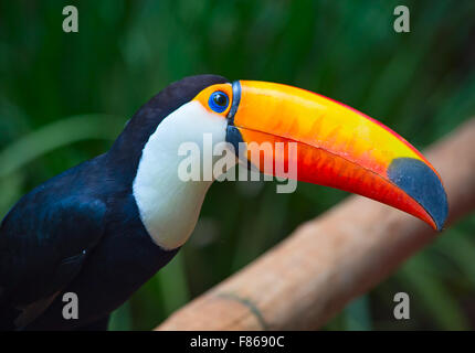 Bunte Toco Tucan in der Voliere Stockfoto