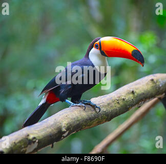 Bunte Toco Tucan in der Voliere Stockfoto