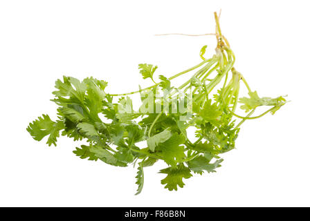 Einige frische Koriander Zweige isoliert Stockfoto