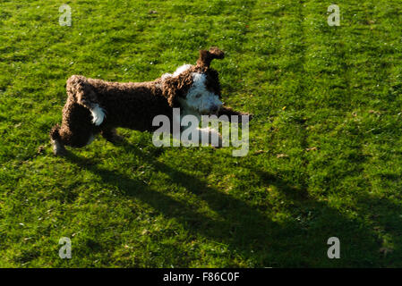 Spanischer Wasserhund spielen und laufen Stockfoto