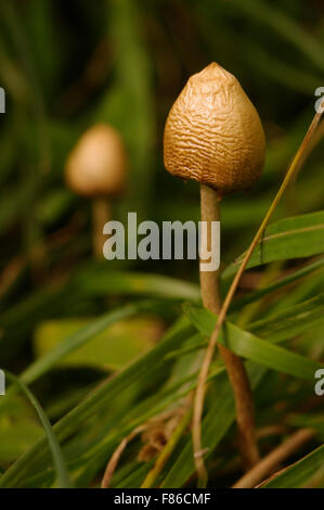 Psilocybe Semilanceata "Liberty Cap" Stockfoto