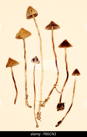 Psilocybe Semilanceata "Liberty Cap" Stockfoto