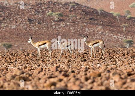 Springbock (Antidorcas Marsupialis) - Desert Rhino Camp - Damaraland, Namibia, Afrika Stockfoto