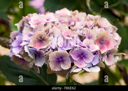 Hydrangea Macrophylla Hamburg 'Raham' blüht im Spätsommer. Stockfoto