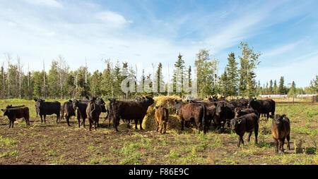 Black Angus X Galloway Rinder Fütterung auf Heuballen. Stockfoto