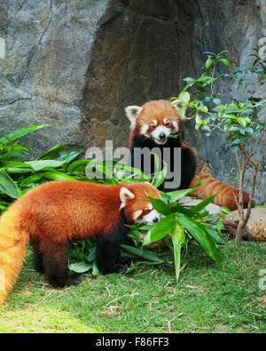 Zwei niedliche rote Pandas Essen Bambus Stockfoto