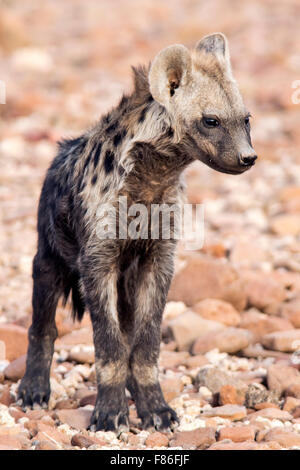 Entdeckt von Hyänen (Crocuta Crocuta) - Desert Rhino Camp, Namibia, Afrika Stockfoto