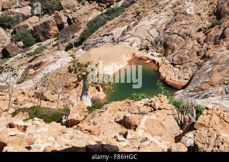 Insel Sokotra, Jemen, Übersicht von Homhil Plateau: Wadi und Flasche Bäume Stockfoto