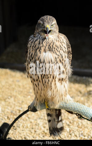 Eine nördliche Habicht (Accipiter Gentilis) genommen unter kontrollierten Bedingungen bei Hirse Farm Falknerei, Frilford, England, UK. Stockfoto