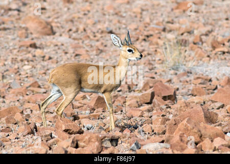 Steinböckchen (Raphicerus Campestris) - Desert Rhino Camp, Damaraland, Namibia, Afrika Stockfoto