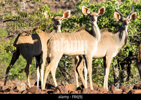 Große Kudu (Tragelaphus Strepsiceros) - Omatendeka Conservancy - Damaraland, Namibia, Afrika Stockfoto