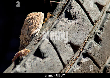 Boden Agama (Agama Aculeata) auf verlassenen Reifen - Omatendeka Conservancy - Damaraland, Namibia, Afrika Stockfoto