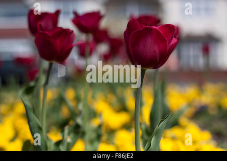 Tulpe auf den gelben unscharfen Hintergrund. Stockfoto