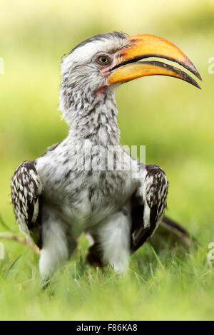 Southern Yellow-billed Hornbill (Tockus Leucomelas) - Andersson es Camp - in der Nähe von Etosha Nationalpark, Namibia, Afrika Stockfoto