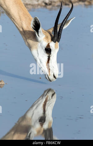 Springbock (Antidorcas Marsupialis) Reflexion - Etosha Nationalpark, Namibia, Afrika Stockfoto