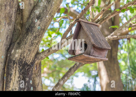 Starling Haus am Baum im Herbst park Stockfoto