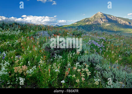 Wildblumen und Mount Crested Butte (12.162 ft.), Crested Butte, Colorado USA Stockfoto