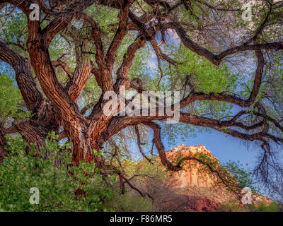 Alten Pappel Baum und Felsen rund um Fruita, Capitol Reef National Park, Utah Stockfoto
