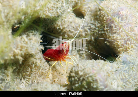 3. September 2008 - South China Sea, Malaysia - Feuer Garnelen, Blut Garnelen oder Scarlet Putzergarnelen (Lysmata Debelius) South China Sea, Redang, Malaysia, Asien (Credit-Bild: © Andrey Nekrassow/ZUMA Wire/ZUMAPRESS.com) Stockfoto