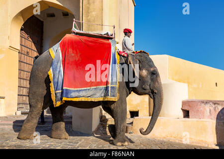 Elefanten Reiten für Touristen vor das Amber Fort, Jaipur, Rajasthan, Indien Stockfoto