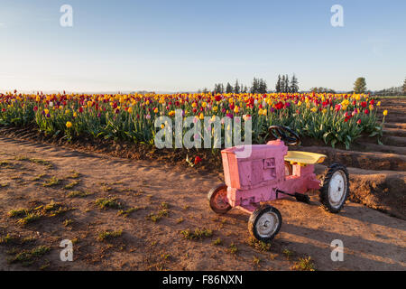 Eine kleine rosa Spielzeug-Traktor sitzen in den Schmutz ein Oregon-Tulpe-Farm bei Sonnenaufgang. Stockfoto