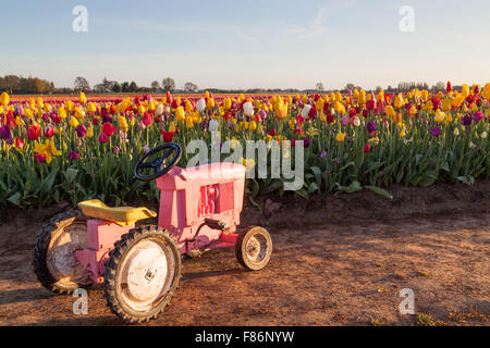 Eine kleine rosa Spielzeug-Traktor sitzen in den Schmutz ein Oregon-Tulpe-Farm bei Sonnenaufgang. Stockfoto