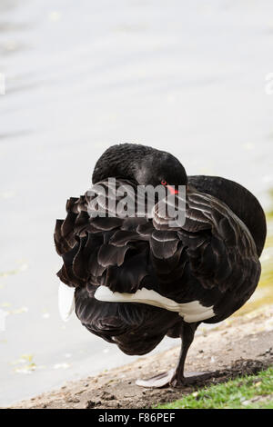 Black Swan (Cygnus olor). Stockfoto