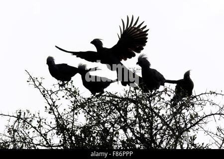 Graue Go-away-Vögel (Corythaixoides Concolor) - Etosha Nationalpark, Namibia, Afrika Stockfoto