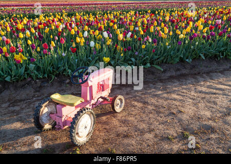 Eine kleine rosa Spielzeug-Traktor sitzen in den Schmutz ein Oregon-Tulpe-Farm bei Sonnenaufgang. Stockfoto