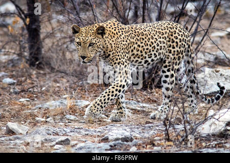 Leopard (Panthera Pardus) [WILD] - Etosha Nationalpark, Namibia, Afrika Stockfoto