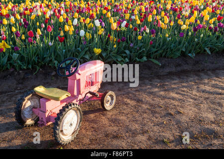 Eine kleine rosa Spielzeug-Traktor sitzen in den Schmutz ein Oregon-Tulpe-Farm bei Sonnenaufgang. Stockfoto