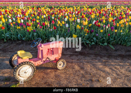 Eine kleine rosa Spielzeug-Traktor sitzen in den Schmutz ein Oregon-Tulpe-Farm bei Sonnenaufgang. Stockfoto