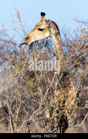 Südlichen Giraffe (Giraffa Plancius) - Etosha Nationalpark, Namibia, Afrika Stockfoto